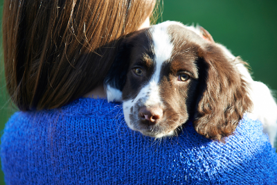 dog_hug