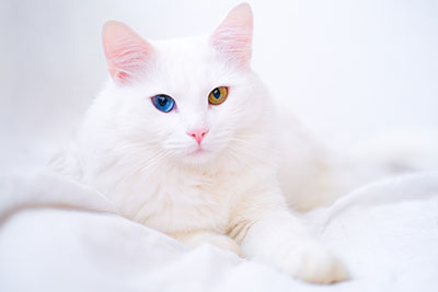 photo of white cat with one blue eye and one green eye