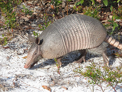 photo of armadillo