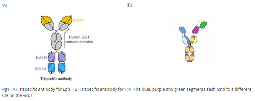 trispecific-antibodies illustration